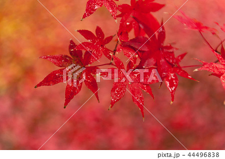 秋の紅葉、京都、日本 秋の紅葉、京都、日本 44496838