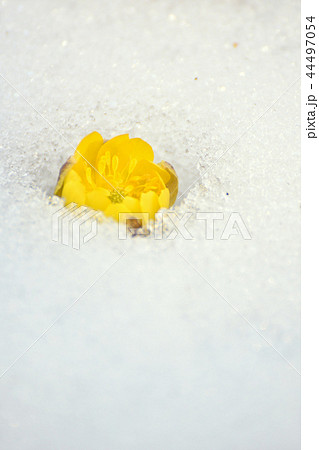 雪と福寿草の花 雪と福寿草の花 44497054