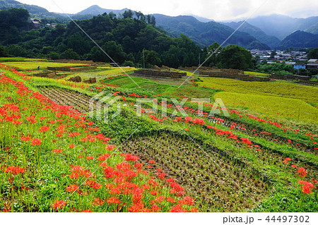 9月　秩父47寺坂棚田と彼岸花 44497302