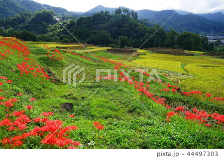 9月　秩父46寺坂棚田と彼岸花 44497303