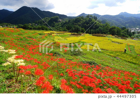 9月　秩父44寺坂棚田と彼岸花 44497305