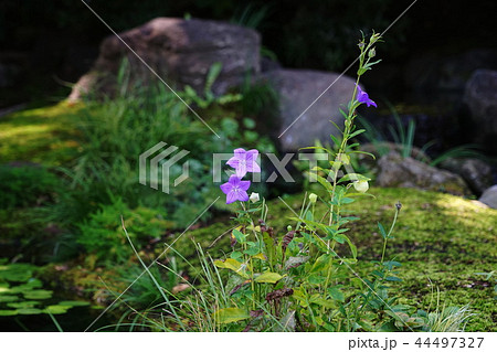 9月　鎌倉602長谷寺のｷｷｮｳ 44497327