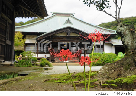 9月 鎌倉572海蔵寺の彼岸花 9月 鎌倉572海蔵寺の彼岸花 44497360