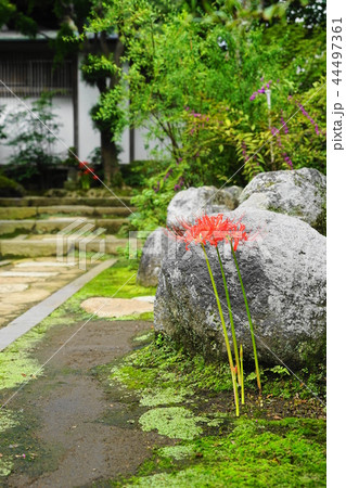 9月 鎌倉570海蔵寺の彼岸花 9月 鎌倉570海蔵寺の彼岸花 44497361