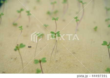 Seeds prepared for hydroponic vegetables. Seeds prepared for hydroponic vegetables. 44497391