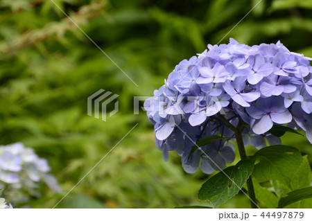 長谷寺 長谷観音 花 44497879