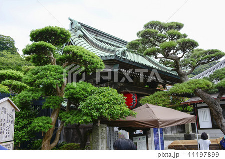 長谷寺 長谷観音 花 44497899