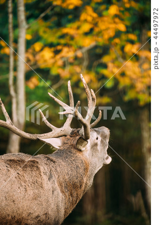 Belarus. Red Deer Or Cervus Elaphus Male Roaring During Rut In A 44497972