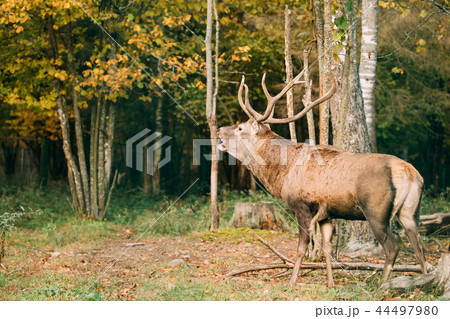 Belarus. Red Deer Or Cervus Elaphus Male Roaring During Rut In A 44497980