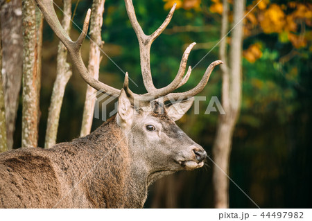 Belarus. Male European Red Deer Or Cervus Elaphus In Autumn Fore Belarus. Male European Red Deer Or Cervus Elaphus In Autumn Fore 44497982