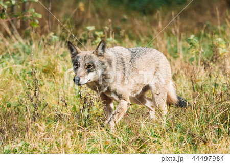 Belarus. Forest Eurasian Wolf - Canis Lupus Running In Natural E 44497984