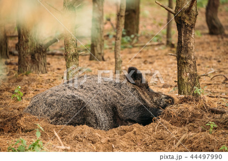 Belarus. Wild Boar Or Sus Scrofa, Also Known As The Wild Swine,  44497990