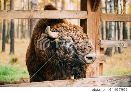 Belarus. European Bison Or Bison Bonasus, Also Known As Wisent O 44497991
