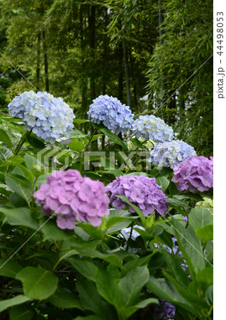 長谷寺 長谷観音 花 44498053