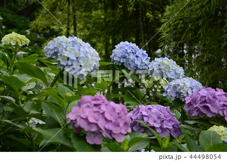 長谷寺 長谷観音 花 44498054