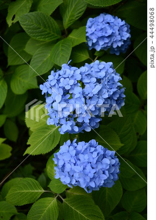 長谷寺 長谷観音 花 44498068
