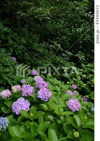 長谷寺 長谷観音 花 44498072