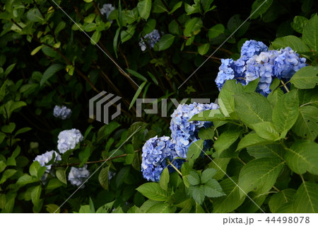 長谷寺 長谷観音 花 44498078