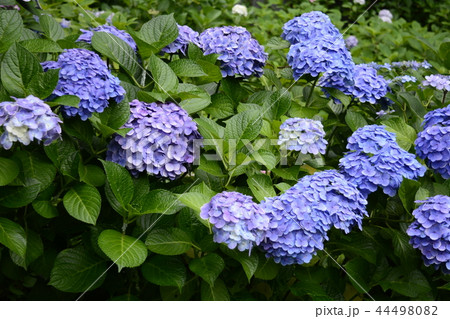 長谷寺 長谷観音 花 44498082