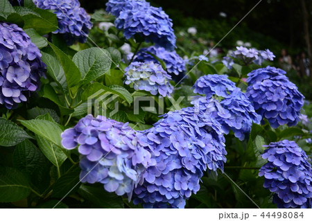 長谷寺 長谷観音 花 44498084