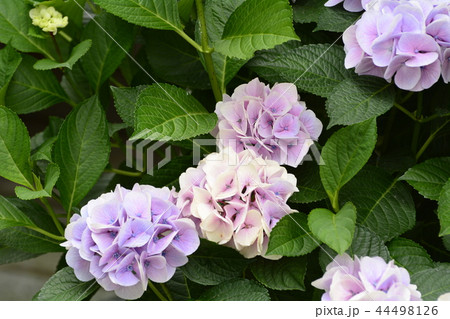 長谷寺 長谷観音 花 44498126