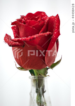 Red roses close up in vase 44498428