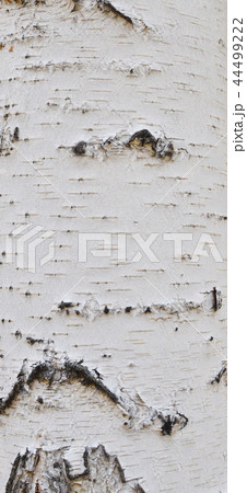 birch bark birch bark 44499222