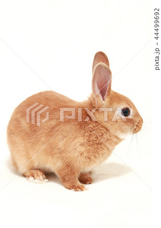 仔うさぎ 44499692