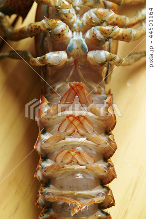 ロブスター 44501164