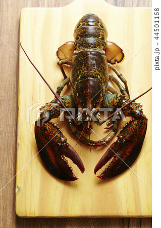 ロブスター 44501168