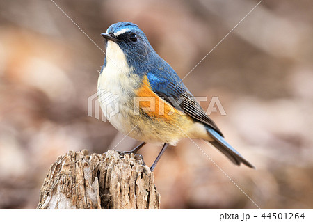 ルリビタキ オス ルリビタキ オス 44501264