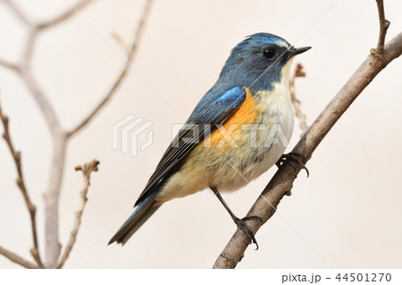 ルリビタキ オス ルリビタキ オス 44501270