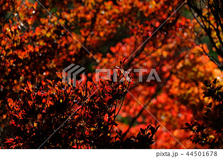 どうだん原 44501678