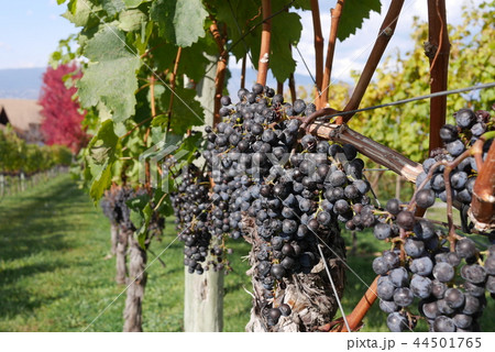 カナダ産オーガニックのブドウ 44501765