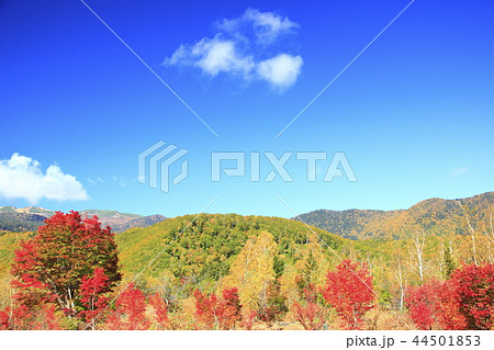 紅葉の大カエデ 44501853