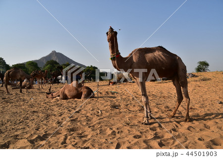 インド ラジャスタン州のプシュカル 年に1度のラクダ祭り期間中 砂漠に集まるラクダの群れ インド ラジャスタン州のプシュカル 年に1度のラクダ祭り期間中 砂漠に集まるラクダの群れ 44501903