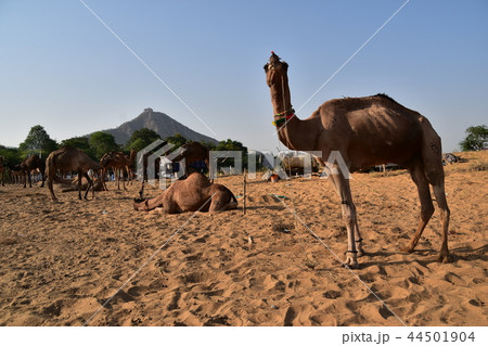 インド　ラジャスタン州のプシュカル　年に1度のラクダ祭り期間中　砂漠に集まるラクダの群れ 44501904