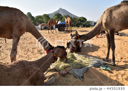 インド ラジャスタン州のプシュカル 年に1度のラクダ祭り 砂漠で餌を食べるラクダの群れ インド ラジャスタン州のプシュカル 年に1度のラクダ祭り 砂漠で餌を食べるラクダの群れ 44501930