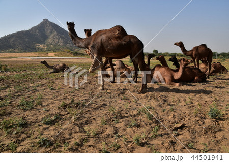 インド　ラジャスタン州のプシュカル　年に1度のラクダ祭り期間中　砂漠に集まるラクダの群れ 44501941