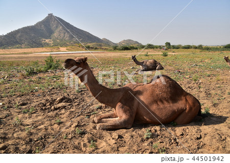 インド　ラジャスタン州のプシュカル　年に1度のラクダ祭り期間中　砂漠に集まるラクダの群れ 44501942