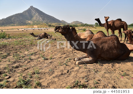 インド ラジャスタン州のプシュカル 年に1度のラクダ祭り期間中 砂漠に集まるラクダの群れ インド ラジャスタン州のプシュカル 年に1度のラクダ祭り期間中 砂漠に集まるラクダの群れ 44501953