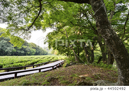 禅雲寺 ソンウンサン 高敞郡 44502492