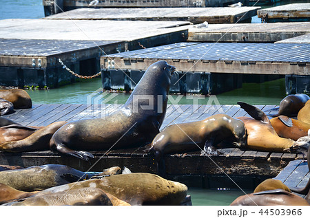 サンフランシスコ　フィッシャーマンズワーフのアシカ 44503966