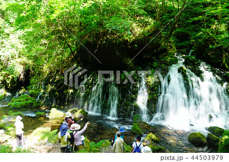 鳥海山 元滝伏流水 鳥海山 元滝伏流水 44503979