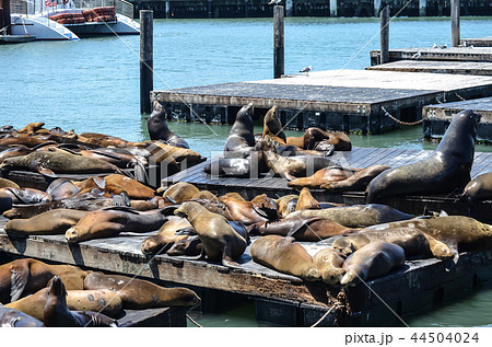 サンフランシスコ　フィッシャーマンズワーフのアシカ 44504024