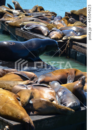 サンフランシスコ　フィッシャーマンズワーフのアシカ 44504025