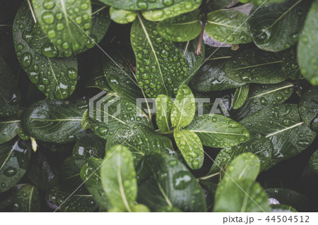 葉/背景素材 44504512