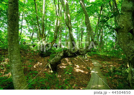 獅子ヶ鼻湿原　東北　秋田県 44504650