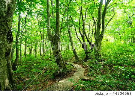 獅子ヶ鼻湿原 東北 秋田県 獅子ヶ鼻湿原 東北 秋田県 44504663