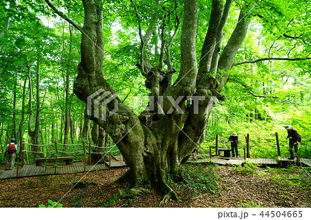 獅子ヶ鼻湿原 東北 秋田県 獅子ヶ鼻湿原 東北 秋田県 44504665